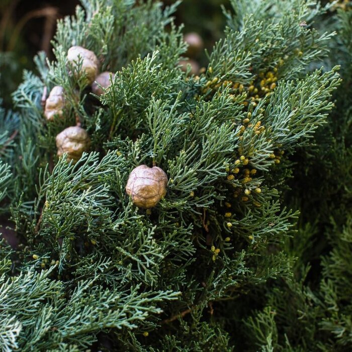 Italiaanse cipres - Cupressus sempervirens 'Pyramidalis'