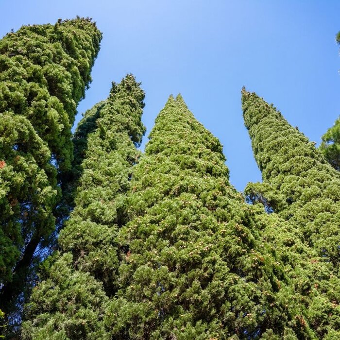 Italiaanse cipres - Cupressus sempervirens 'Pyramidalis'