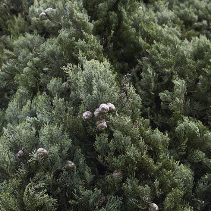 Italiaanse cipres - Cupressus sempervirens 'Totem'