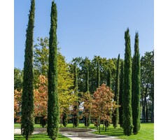 Italiaanse cipres - Cupressus sempervirens 'Totem'