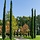 Italiaanse cipres - Cupressus sempervirens 'Totem'