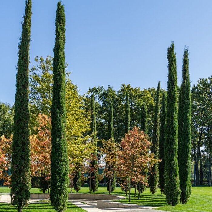 Italiaanse cipres - Cupressus sempervirens 'Totem'