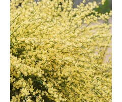 Brem - Cytisus praecox 'Allgold'