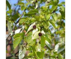 Meerstammige Vaantjesboom - Davidia involucrata vilmoriniana meerstammig