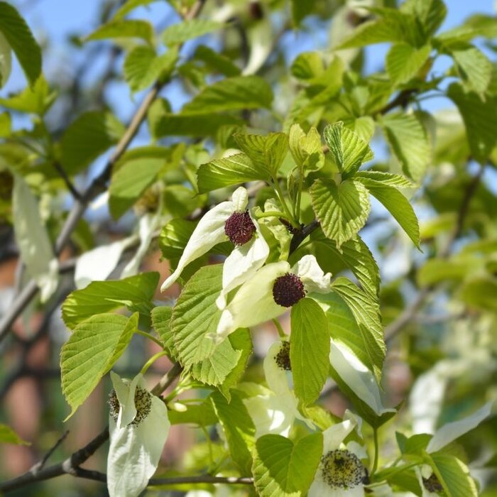 Meerstammige Vaantjesboom - Davidia involucrata vilmoriniana meerstammig