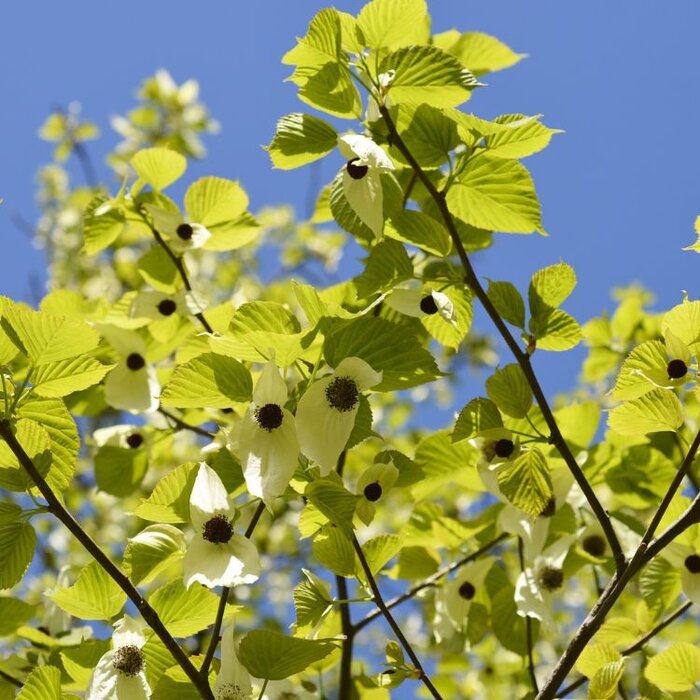 Zakdoekjesboom - Davidia involucrata vilmoriniana
