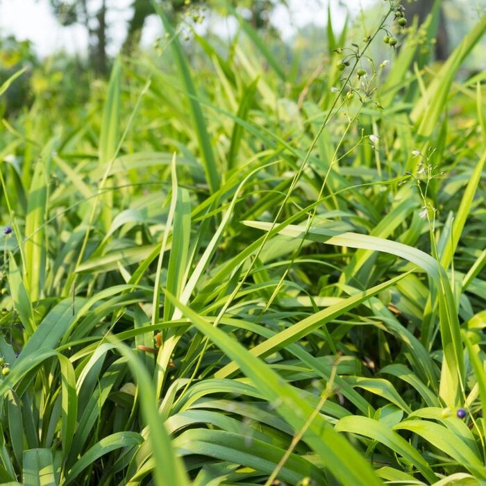 Tasmaanse vlaslelie - Dianella Blue Stream