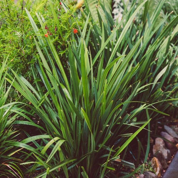 Tasmaanse vlaslelie - Dianella revoluta 'Coolvista'