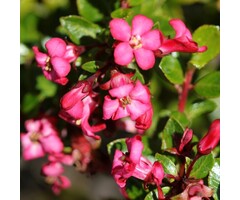 Escallonia - Escallonia 'Red Dream'