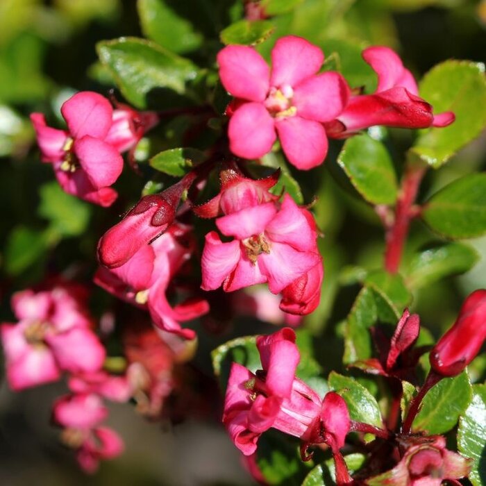Escallonia (Escallonia 'Red Dream')