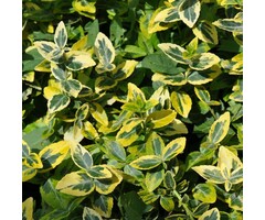 Japanse kardinaalsmuts op stam - Euonymus fortunei 'Canadale Gold'