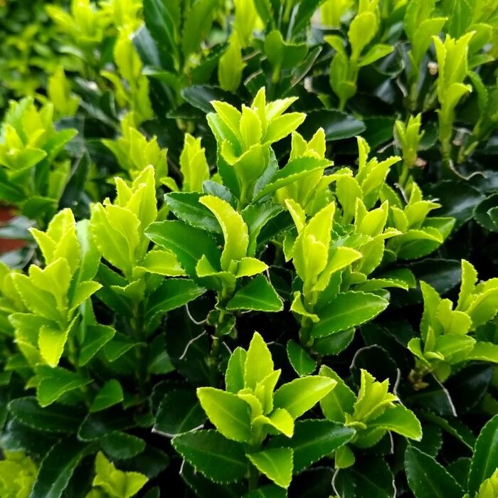 Japanse kardinaalshoed (Euonymus japonicus 'Green Spire')