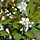 Parelstruik - Exochorda serratifolia 'Snow White'