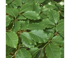 Zuilbeuk - Fagus sylvatica 'Dawyck'