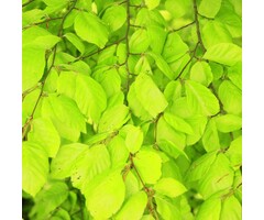 Gele zuilbeuk - Fagus sylvatica 'Dawyck Gold'