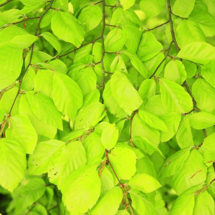 Gele zuilbeuk - Fagus sylvatica 'Dawyck Gold'