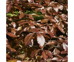 Smalopgaande rode beuk - Fagus sylvatica 'Dawyck Purple'