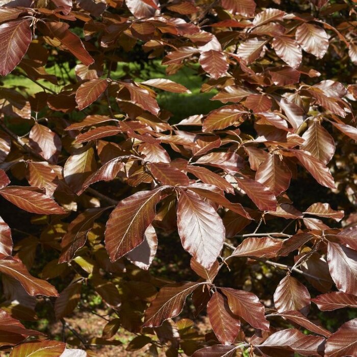 Smalopgaande rode beuk - Fagus sylvatica 'Dawyck Purple'
