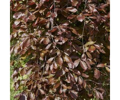 Groene treurbeuk - Fagus sylvatica 'Pendula'