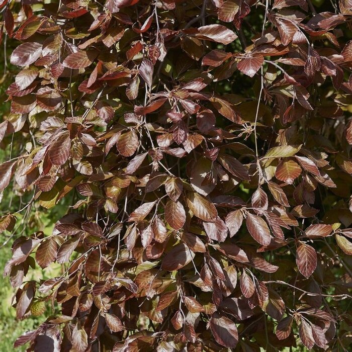 Groene treurbeuk - Fagus sylvatica 'Pendula'