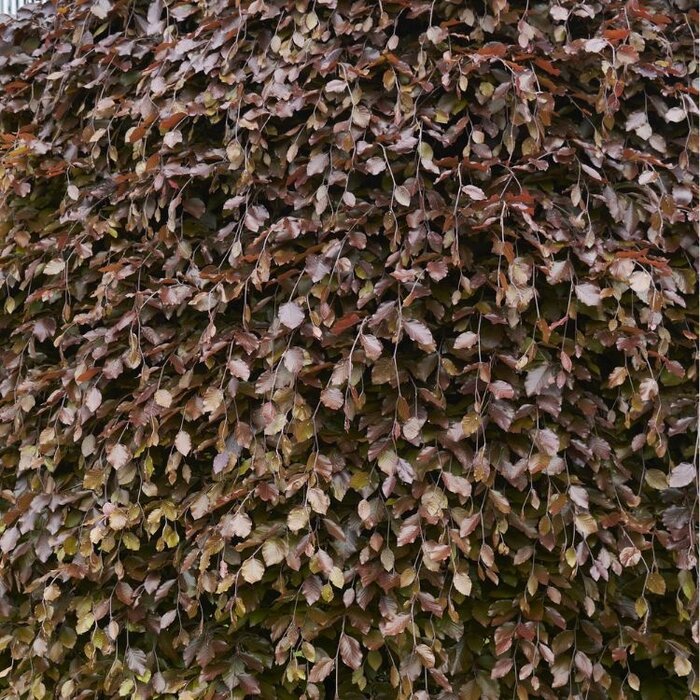 Groene treurbeuk - Fagus sylvatica 'Pendula'