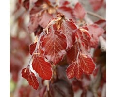 Rode zuilbeuk - Fagus sylvatica 'Rohan Obelisk'