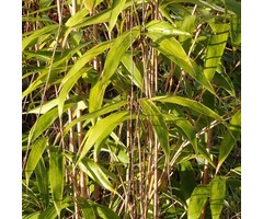 Niet woekerende bamboe - Fargesia 'Winter Joy'