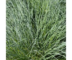Zwenkgras - Festuca glauca 'Intense Blue'