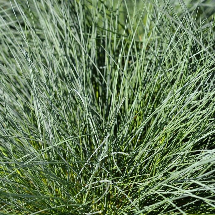 Zwenkgras - Festuca glauca 'Intense Blue'