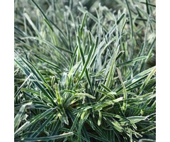 Woestijn zegge - Ficinia truncata 'Ice Crystal'
