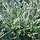 Woestijn zegge - Ficinia truncata 'Ice Crystal'