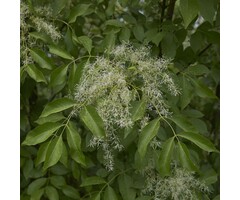 Pluim es - Fraxinus ornus 'Mecsek'
