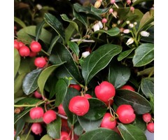 Bergthee - Gaultheria procumbens Big Berry