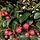 Bergthee (Gaultheria procumbens )