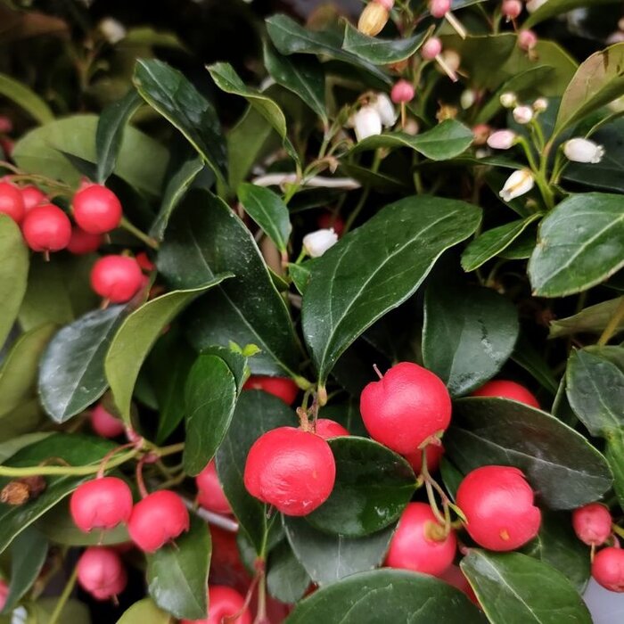 Bergthee (Gaultheria procumbens )