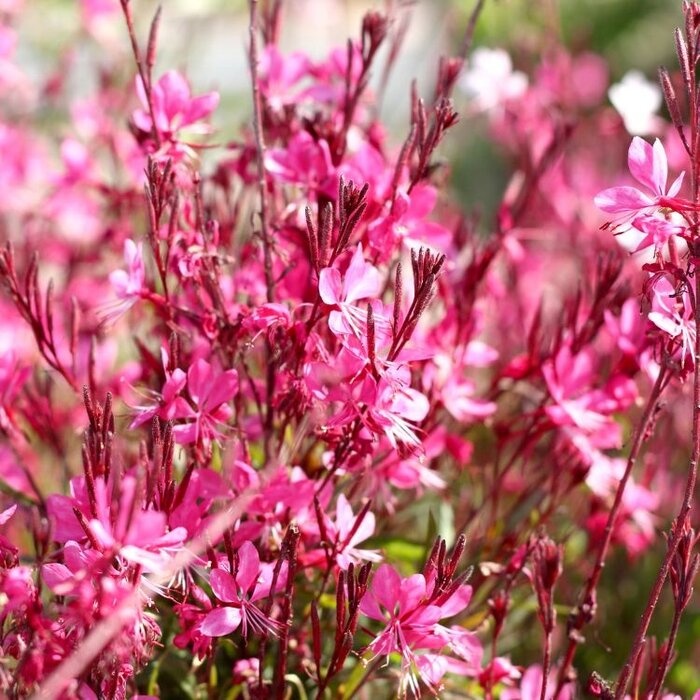 Prachtkaars - Gaura lindheimeri 'Summer Emotions'