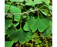 Dak Ginkgo - Ginkgo biloba 'Horizontalis' dakboom