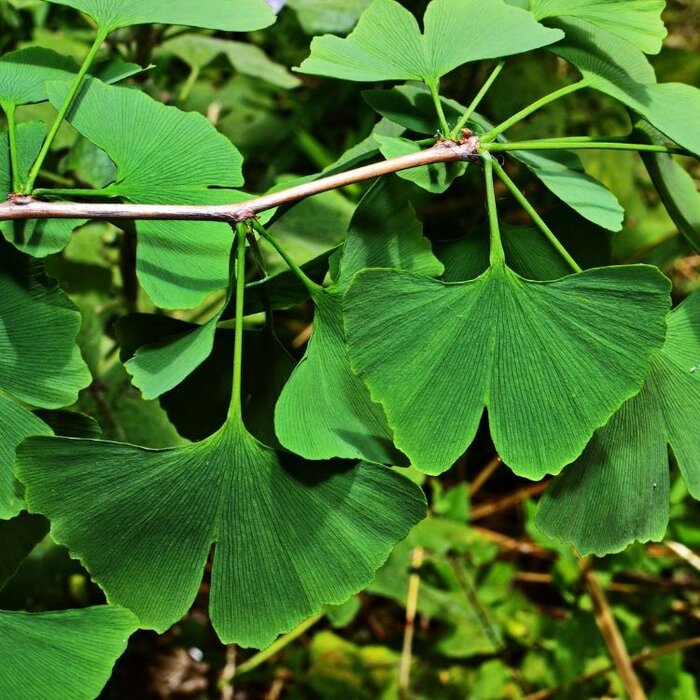 Dak Ginkgo - Ginkgo biloba 'Horizontalis' dakboom