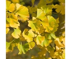 Zuilvormige Japanse Notenboom - Ginkgo biloba 'Menhir'
