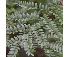 Valse christendoorn - Gleditsia triacanthos 'Skyline'