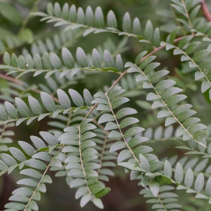 Valse christendoorn - Gleditsia triacanthos 'Skyline'