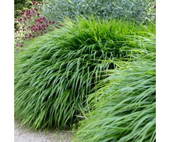 Japans siergras - Hakonechloa macra
