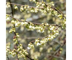 Sneeuwklokjesboom - Halesia monticola