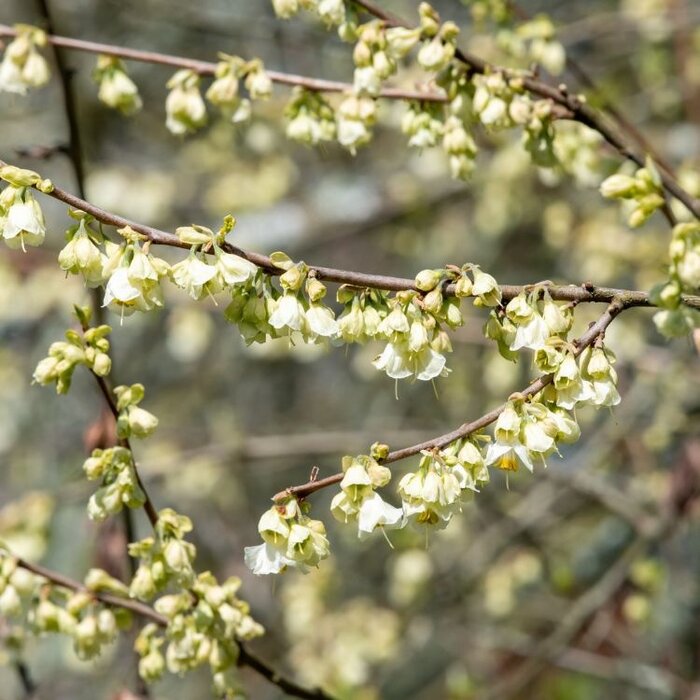 Sneeuwklokjesboom - Halesia monticola