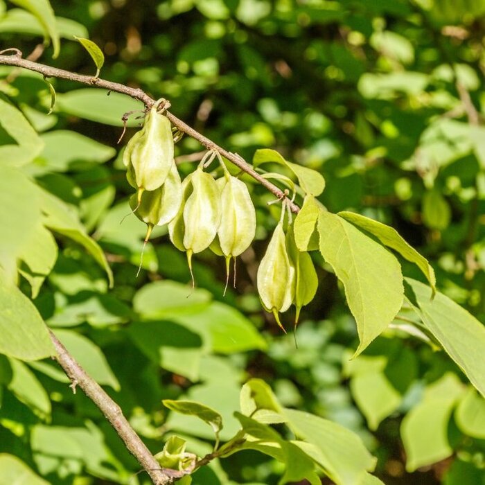 Sneeuwklokjesboom - Halesia monticola