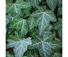 Hedera helix 'Normandy Carpet' - Kleinbladige klimop