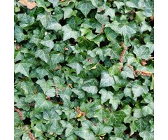 Hedera helix 'Plattensee'  - Kleinbladige klimop