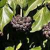 Klimop - Hedera hibernica 'Arbori Compact'