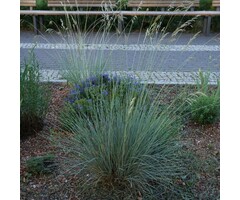 Sierhaver - Helictotrichon sempervirens