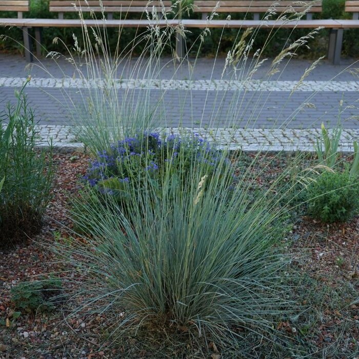 Sierhaver - Helictotrichon sempervirens